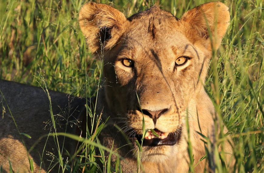 Parque de Gorongosa Denuncia Lacunas no Financiamento do Sector de Conservação