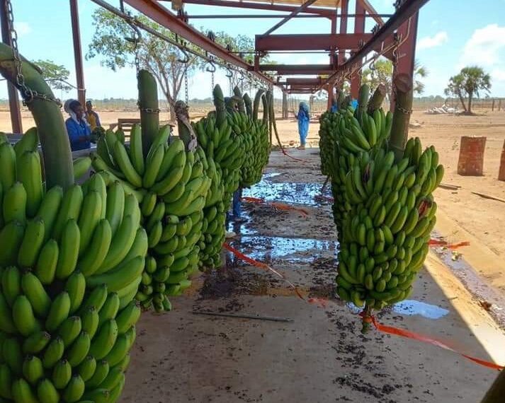 Vilankulo Projecta Produzir 1800 Toneladas de Banana em 2022