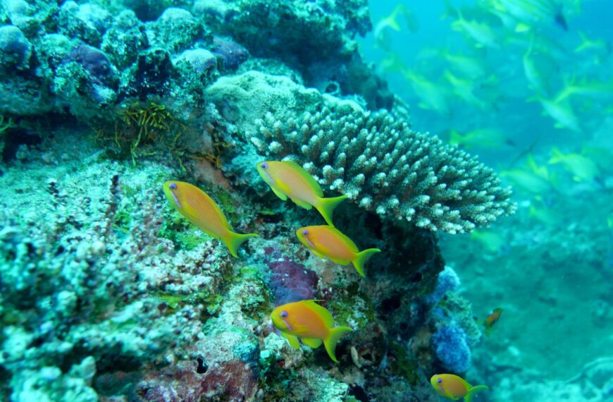 Moçambique Celebra Dia Mundial das Terras Húmidas