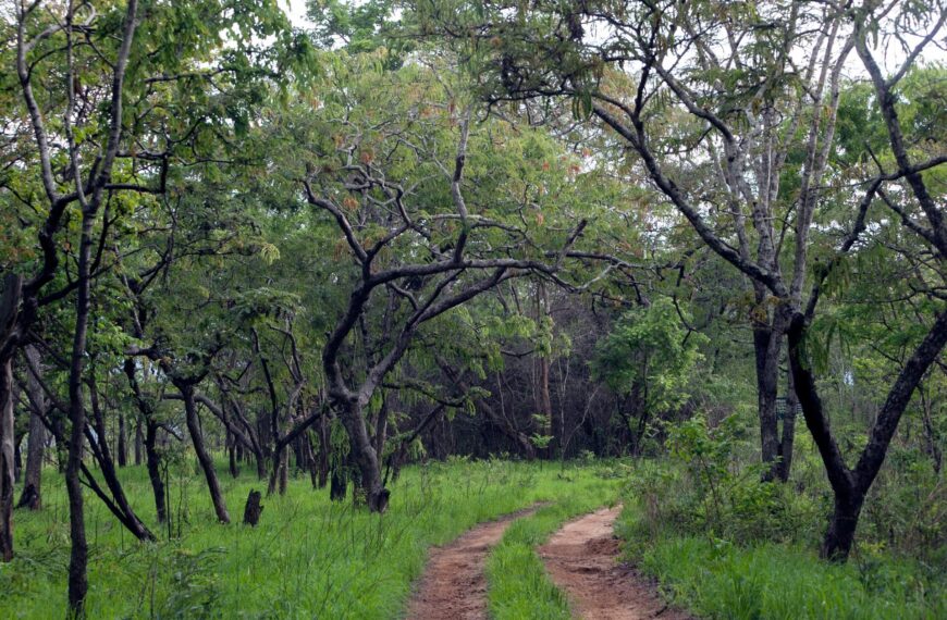 Exploração Ilegal de Madeira Lesa o Estado em 200 milhões de Dólares Por Ano