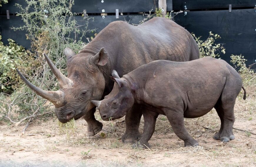 O Regresso (In)seguro De Dois Pequenos Rinocerontes Para Moçambique