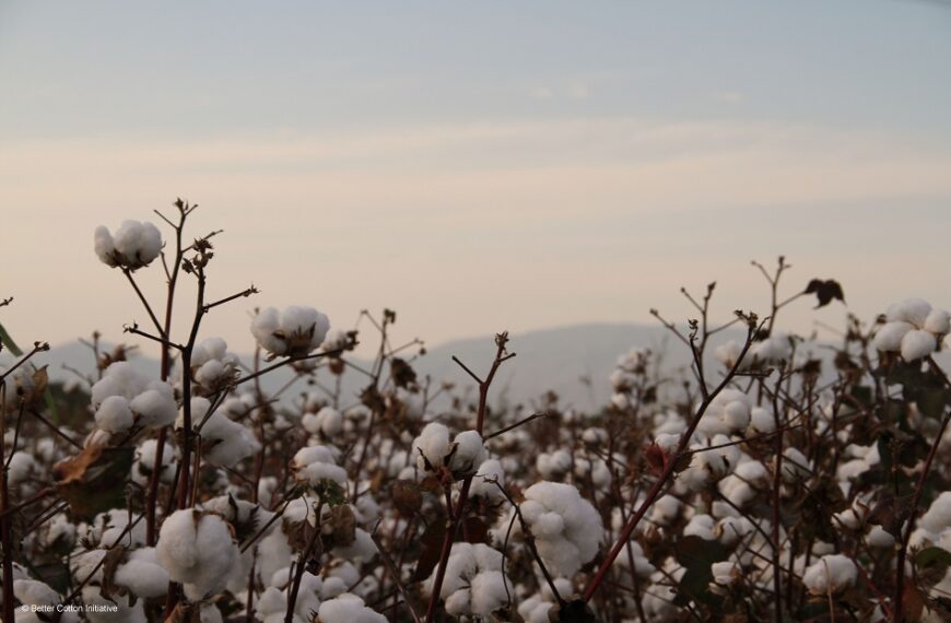 Associação Algodoeira de Moçambique Preside Comité Internacional de Produtores de Algodão