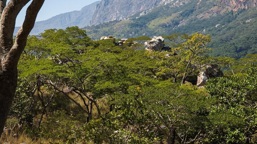 E.U.A. Lança Plataforma para Colocar Moçambique no Mercado Rentável de Captura de Carbono