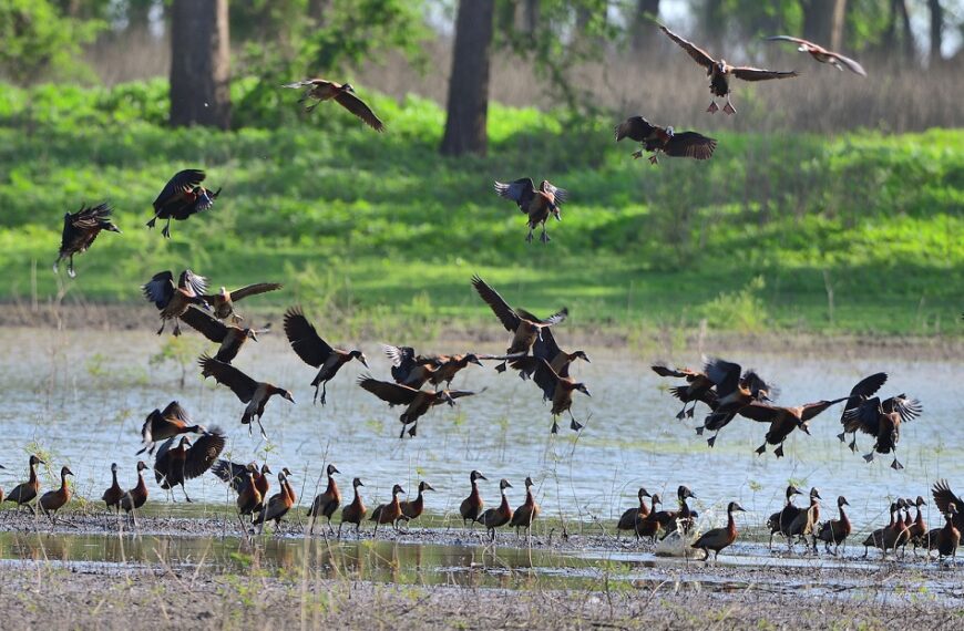 Governo Indica Principais Inovações da Lei de Florestas Aprovada Pela Assembleia da República