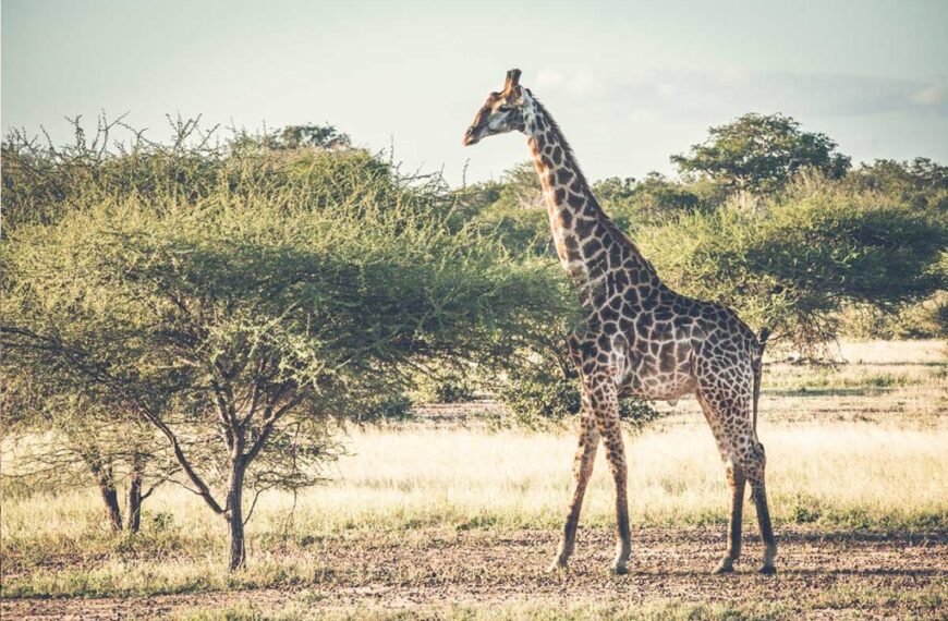 Karingani Game Reserve e South Africa College for Tourism Unem Forças Para Capacitar Comunidades