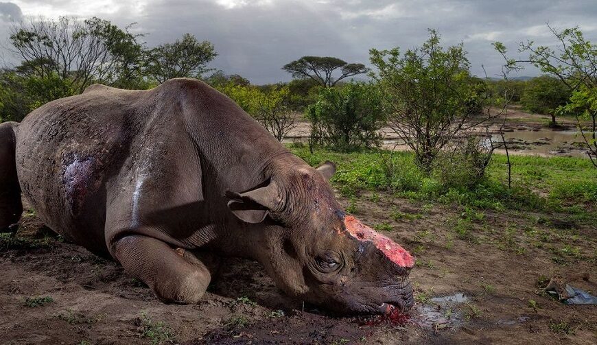 Sentença do Maior Escândalo de Caça Furtiva em Moçambique Marcado para dia 30 na Matola