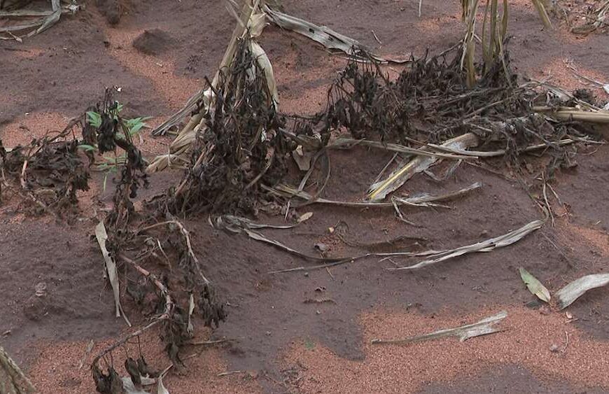 PMA Anuncia 3,3 Milhões/USD do Governo da Noruega para Resposta ao El Niño em Moçambique