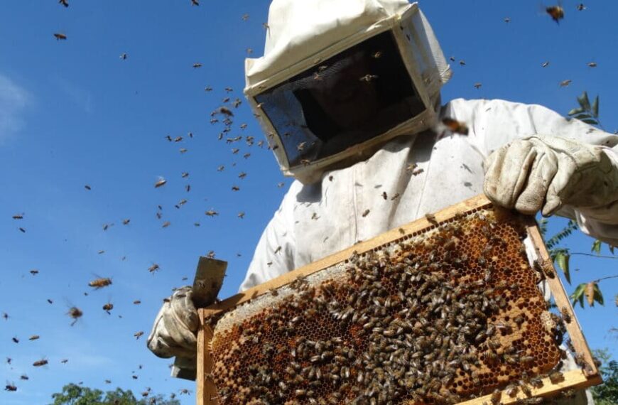 Debate Sobre Apicultura Marca Celebrações do Dia Mundial da Abelha na UEM em Maputo