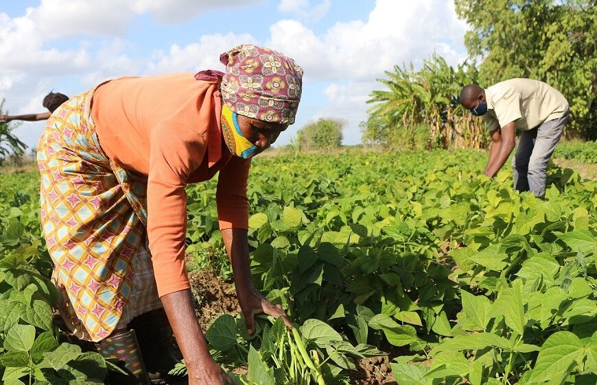 IPERMO Celebra Dia Internacional da Permacultura Reflectindo Num Moçambique mais Resiliente e Sustentável