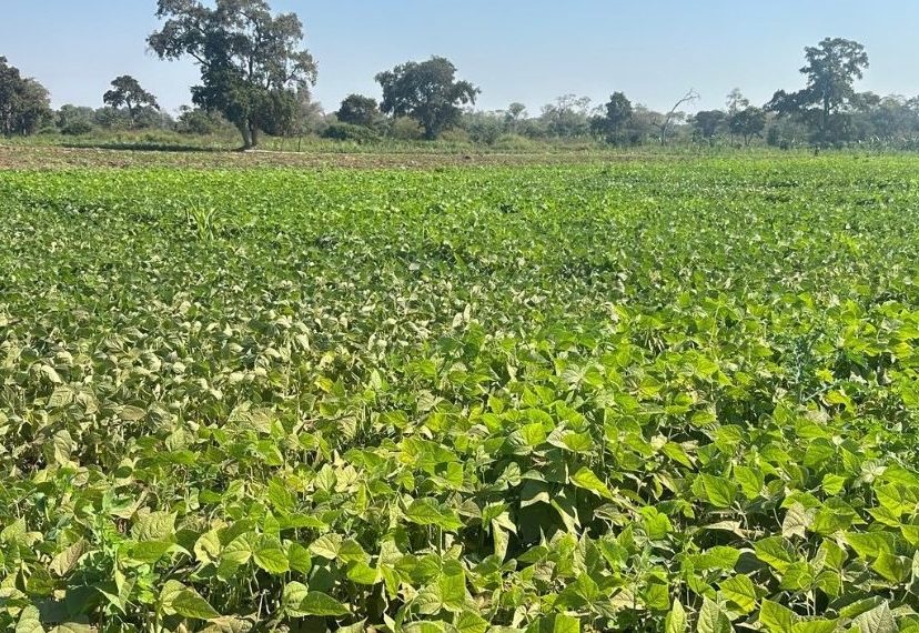 Devastação Selvagem Coloca Massingir Sob Espectro de Insegurança Alimentar