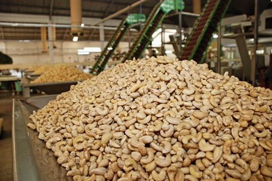 Moçambique Apresenta Novos Preços para Exportação da Castanha de Caju na Campanha 2025/2026