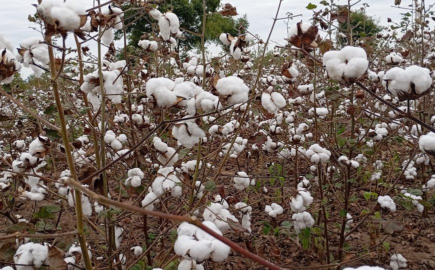 Sociedade Algodoeira do Niassa Integra Plataforma Global Sobre Rastreamento Físico do Algodão (BetterCotton)