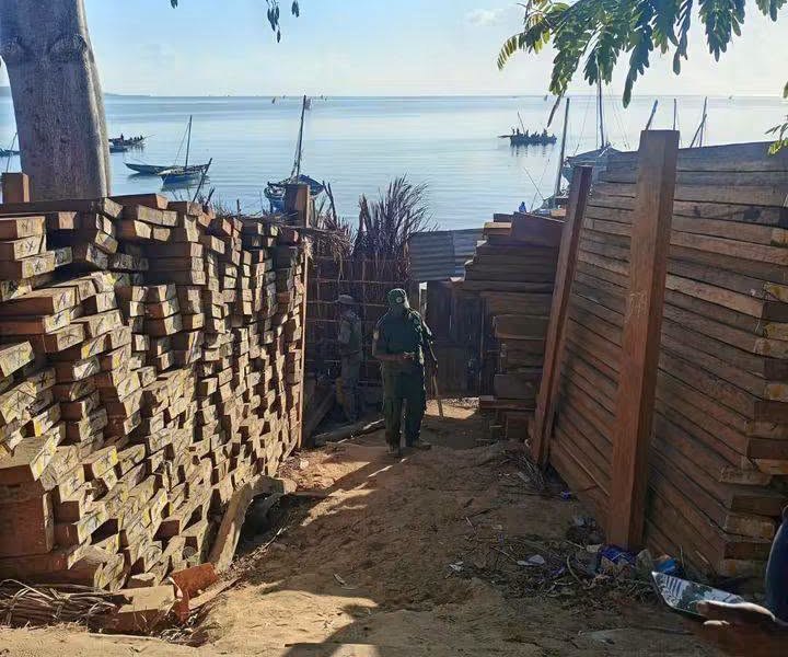 Não Há Rostos Humanos Sobre as 9.117 Pranchas de Madeira Preciosa Apreendida em Cabo Delgado