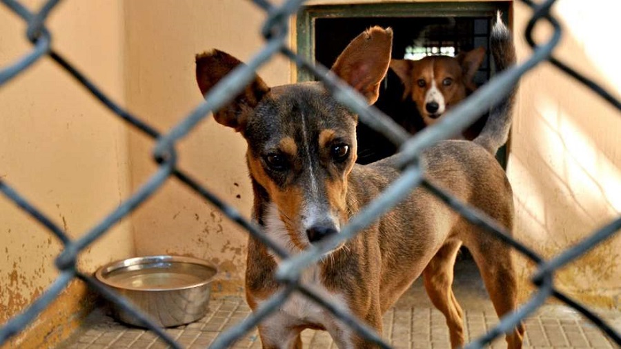 Município Reclama Redução de Casos de Raiva Canina na Ordem de 20% em Maputo